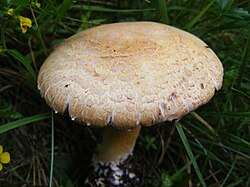 Agaricus silvaticus