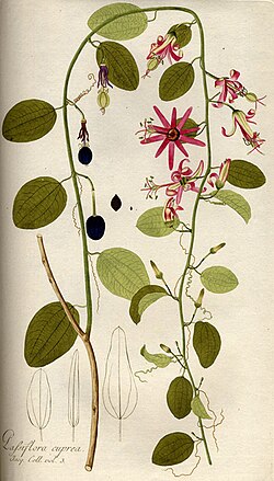 Prikaz iz Icones Plantarum Rariorum.