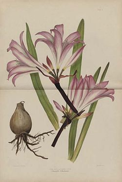 Amaryllis belladonna
