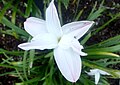 Zephyranthes jonesii