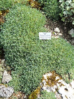 A. caespitosa