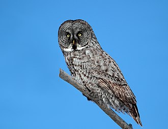 Strix nebulosa nebulosa, Quebec, Kanada