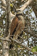 Crnovrati jastreb. Pantanal, Brazil