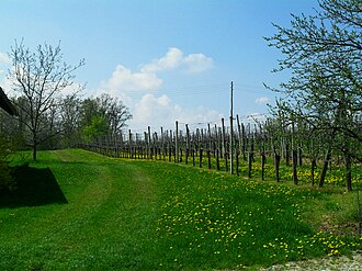 Vinograd na Suhom Vrhu