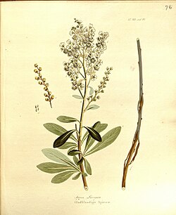 Sibiraea laevigata, u Hrvatskoj je rijetka, i pogrešno se smatra endemom.