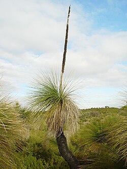 Australska trava drvo ili crni dječak