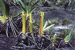 Brocchinia reducta