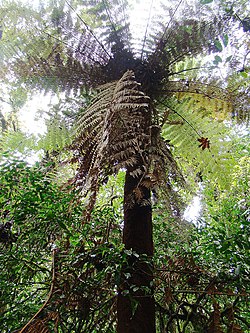 Dicksonia gigantea
