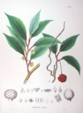 Kadsura japonica