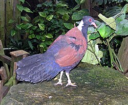 Otidiphaps nobilis aruensis