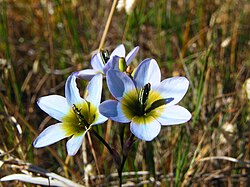 Ixia monadelpha