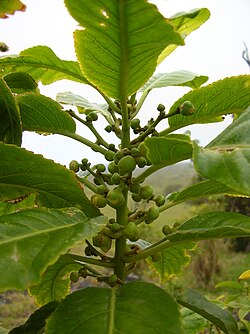 Claoxylon sandwicense