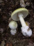 Amanita phalloides, Fungi