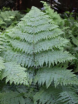 Dennstaedtia davallioides