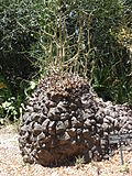 Dioscorea elephantipes