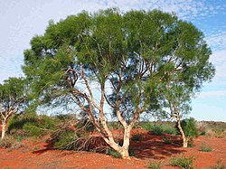 Gyrostemon ramulosus