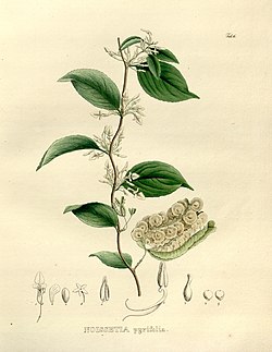 Anchietea pyrifolia