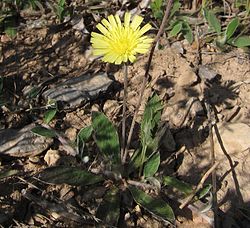 Pilosella tardans, asin. Hieracium tardans