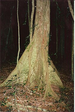 Heritiera trifoliolata