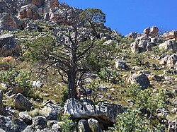 Widdringtonia nodiflora (sin. W. wallichii)