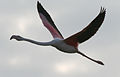 Phoenicopterus roseus u letu