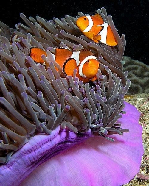 Datoteka:Anemone purple anemonefish.jpg