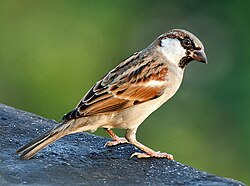 Passer domesticus [▶] [▶]