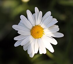 Leucanthemum vulgare