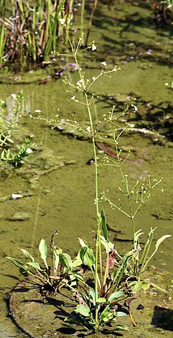 Alisma lanceolatum