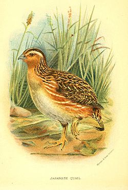Crtež japanske prepelice