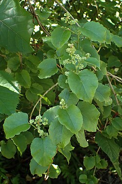 Muehlenbeckia australis