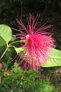 Syzygium laetum