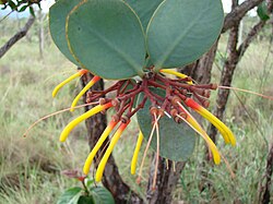 Psittacanthus cinctus