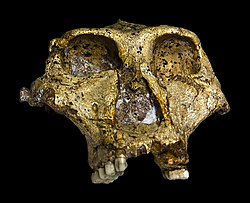 Prvobitna lubanja Paranthropus robustus u Muzeju Transvaal