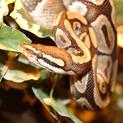 Kraljevski piton, Python regius