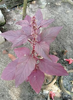 Amaranthus dubius