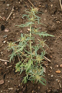 Xanthium spinosum