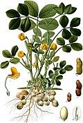 Arachis hypogaea