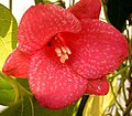 L. rosea