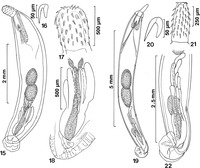 Acanthocephalus parallelcementglandatus (slike 15-18)