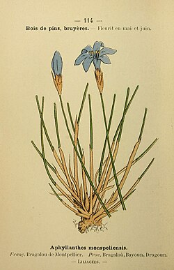 Aphyllanthes monspeliensis