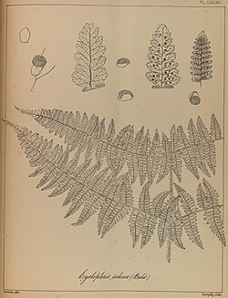 Acystopteris tenuisecta