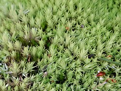 Leucobryum albidum