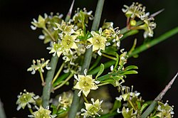 Adolphia californica
