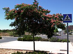 Albizia julibrissin