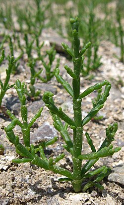 Salicornia europaea