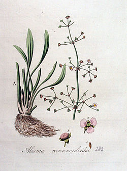 Žabnjačka kornjačnica