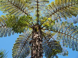 Cyathea glauca