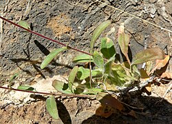 Eremothera chamaenerioides