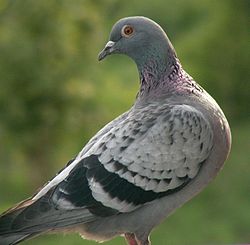 Golub pećinar (Columba livia)